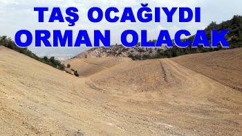 1.7 milyon ağaç, 64 milyondan fazla bitki