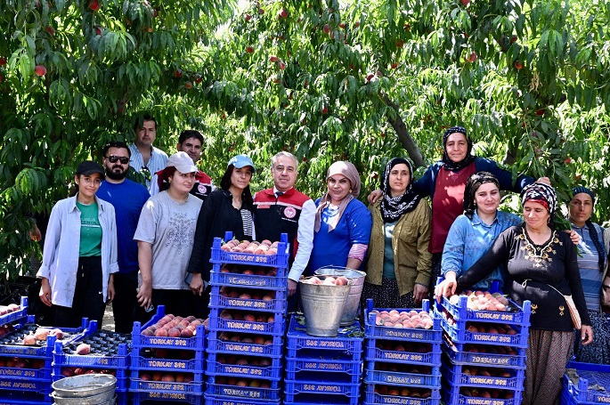 İzmir Selçuk'tan Dünya'ya Şeftali