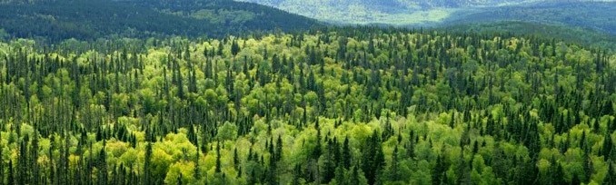 Bakan: “Ormancılık kooperatifi sayısı 3 bin 100”