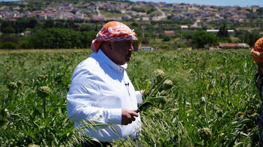 “Çeşme’de sakız enginarı tarlada kalmayacak!”