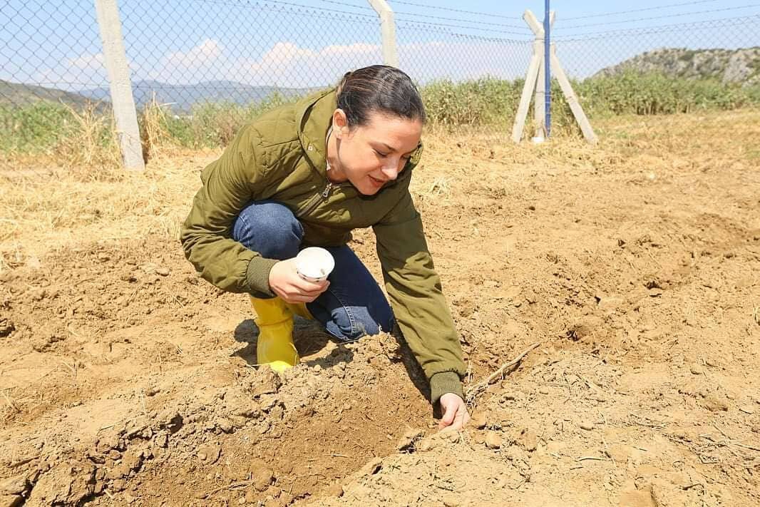 Gelemer Karpuzu yeniden toprakla buluşuyor.